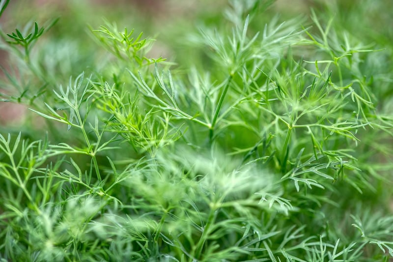 Herb Garden