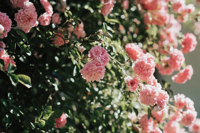 Blooming Garden